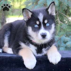 Blaze, Pomsky Puppy