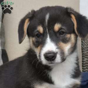 Blaze, Pembroke Welsh Corgi Puppy