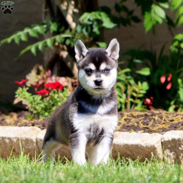 Blitz, Alaskan Klee Kai Puppy