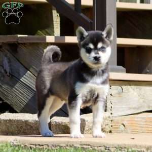 Blitz, Alaskan Klee Kai Puppy