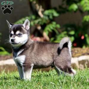 Blitz, Alaskan Klee Kai Puppy