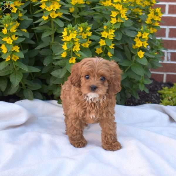 Blossom, Cavapoo Puppy