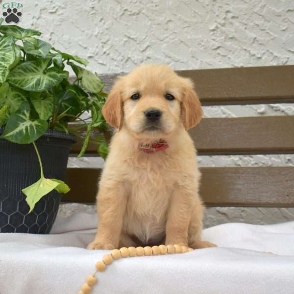 Blossom, Golden Labrador Puppy
