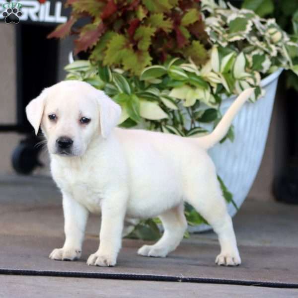Blossom, Yellow Labrador Retriever Puppy