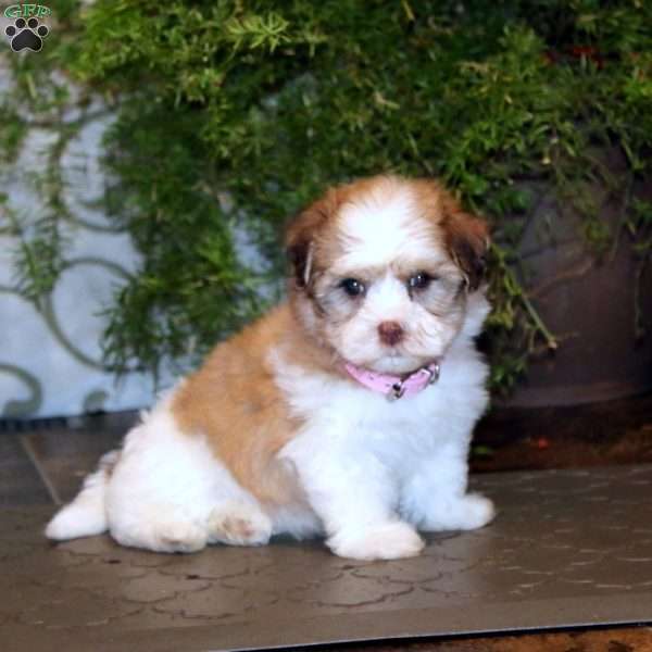 Blossom, Havanese Puppy
