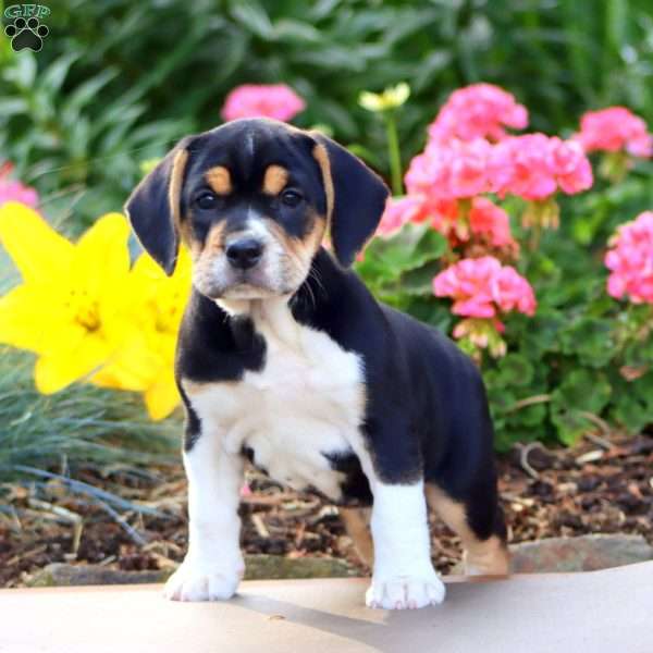 Blossom, Beabull Puppy