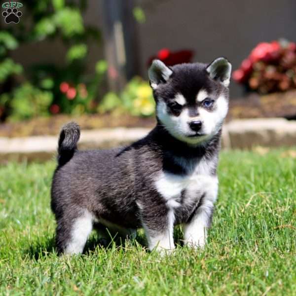 Blossom, Alaskan Klee Kai Puppy
