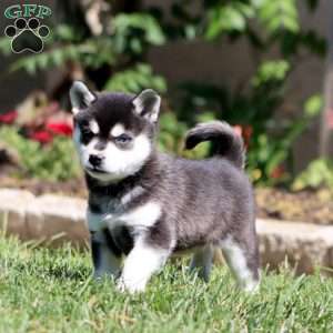 Blossom, Alaskan Klee Kai Puppy