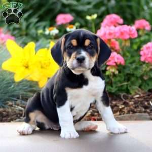 Blossom, Beabull Puppy