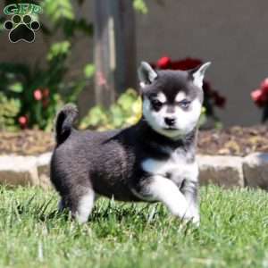 Blossom, Alaskan Klee Kai Puppy