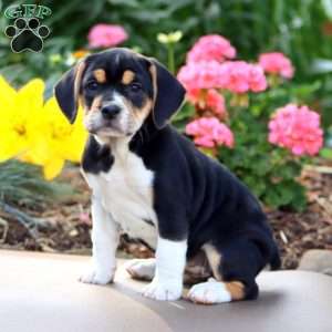 Blossom, Beabull Puppy