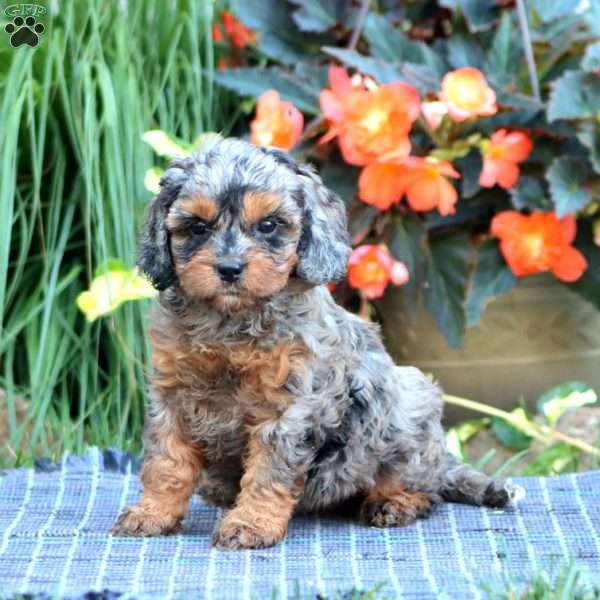 Blush, Cavapoo Puppy