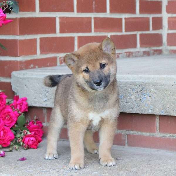 Boba, Shiba Inu Puppy