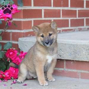 Boba, Shiba Inu Puppy