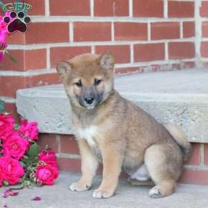 Boba, Shiba Inu Puppy