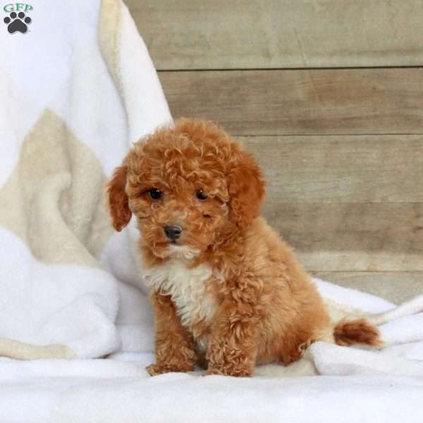 Bonnie, Miniature Poodle Puppy