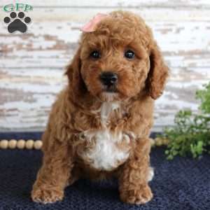 Bonnie, Miniature Poodle Puppy