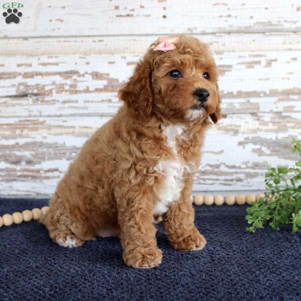 Bonnie, Miniature Poodle Puppy