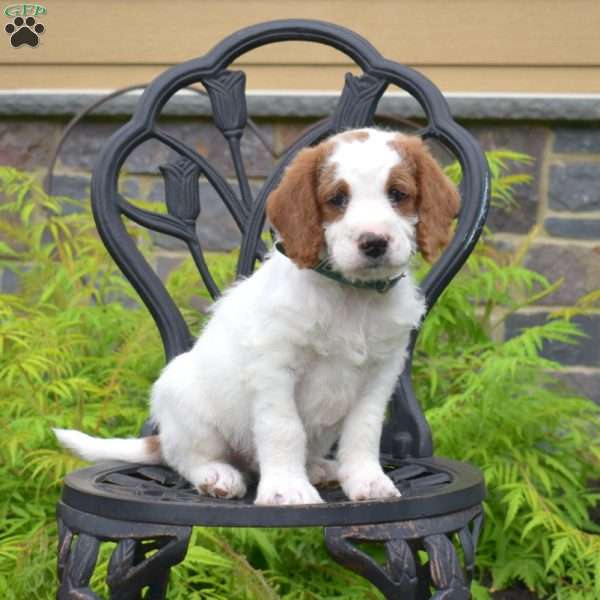 Boomer, Labradoodle Puppy