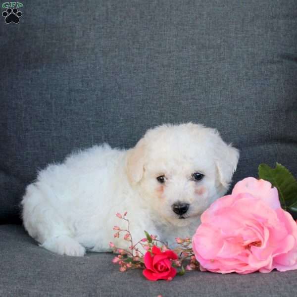 Bowser, Bichon Frise Puppy