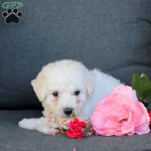 Bowser, Bichon Frise Puppy