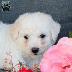 Bowser, Bichon Frise Puppy