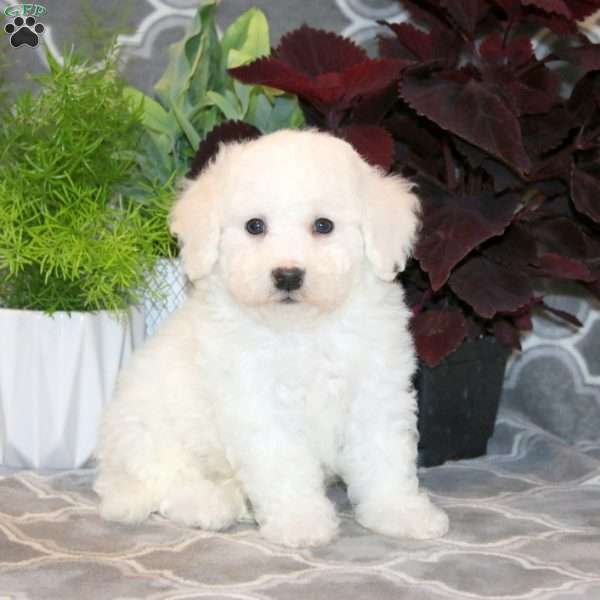 Bradley, Bichon Frise Puppy