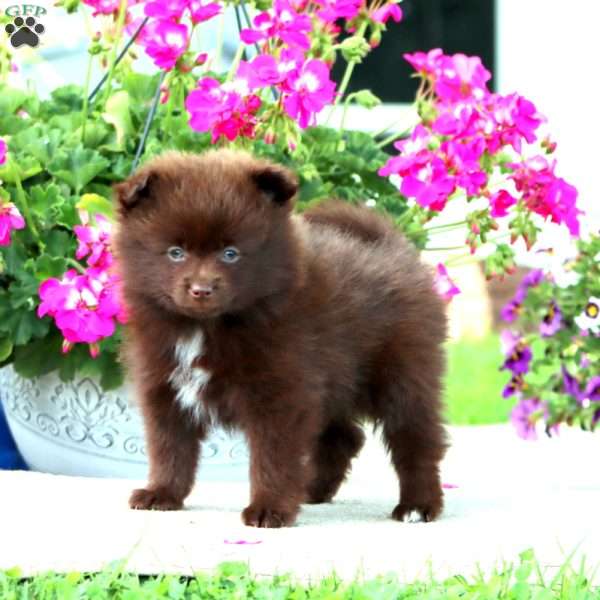 Brandon, Pomeranian Puppy