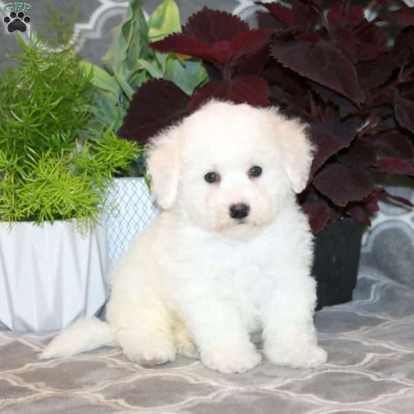 Brandon, Bichon Frise Puppy