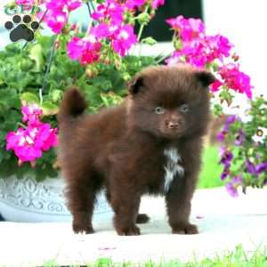 Brandon, Pomeranian Puppy