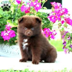 Brandon, Pomeranian Puppy
