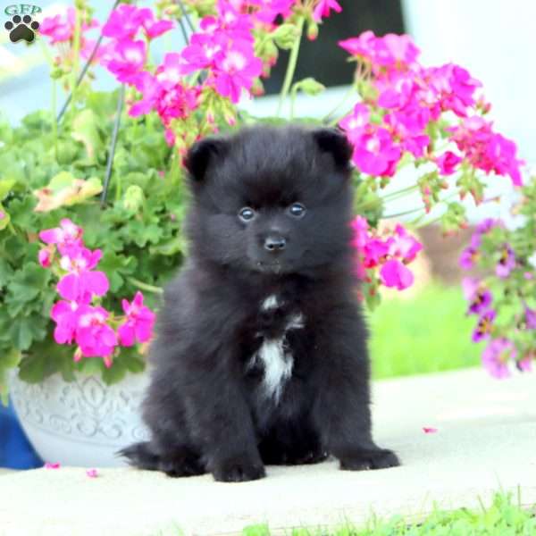 Brett, Pomeranian Puppy
