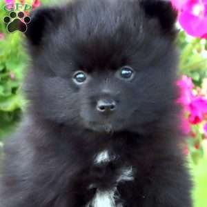 Brett, Pomeranian Puppy