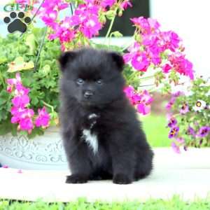 Brett, Pomeranian Puppy