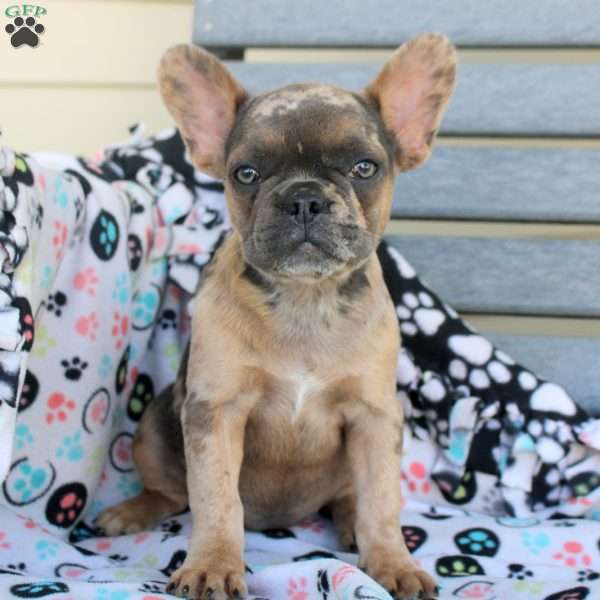 Bria, French Bulldog Puppy