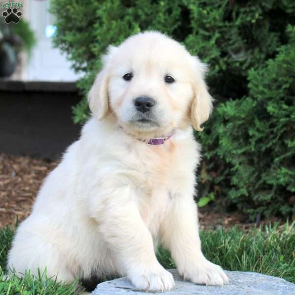 Brianna, English Cream Golden Retriever Puppy