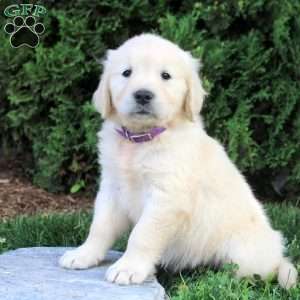 Brianna, English Cream Golden Retriever Puppy