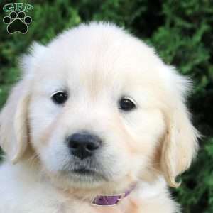 Brianna, English Cream Golden Retriever Puppy