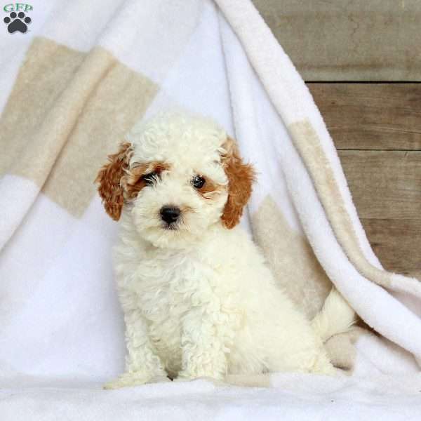 Bridgette, Miniature Poodle Puppy