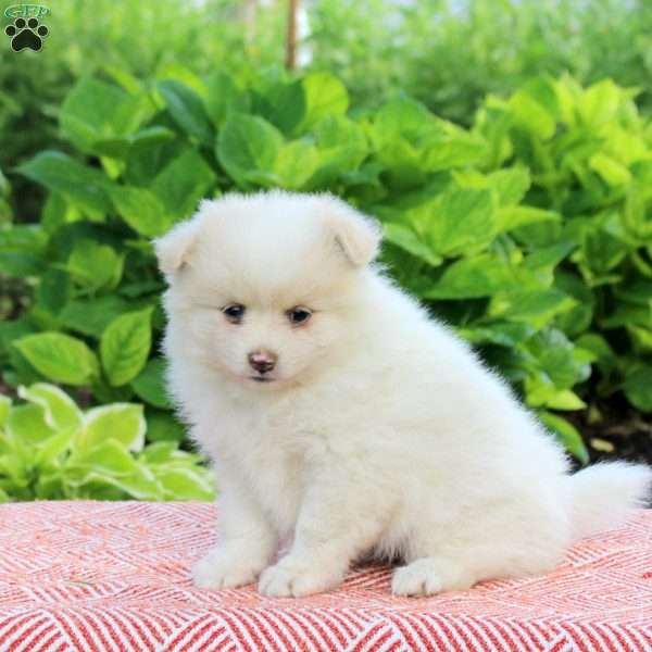 Brie, Pomeranian Puppy
