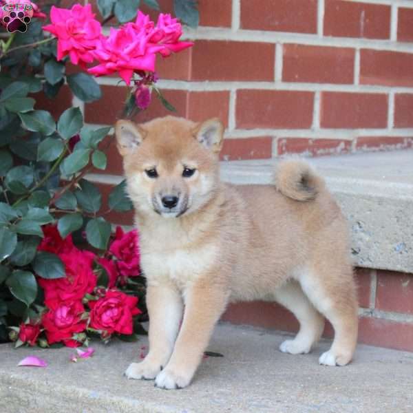 Brie, Shiba Inu Puppy