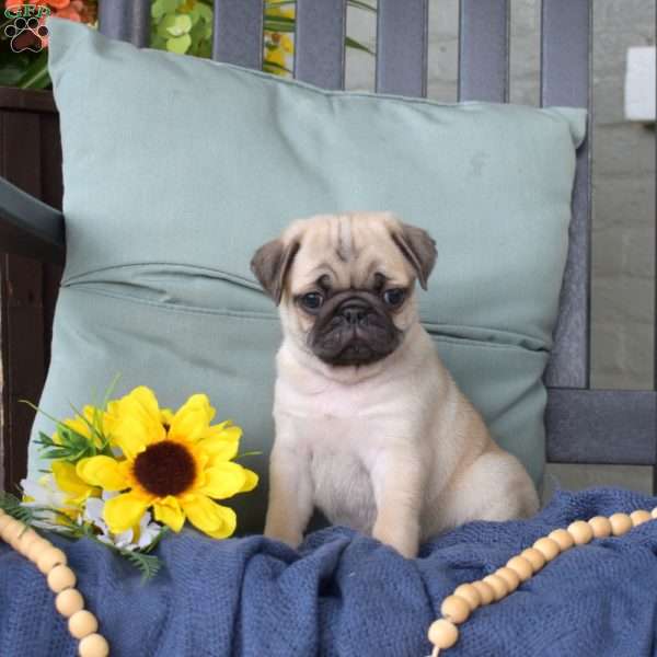 Brisket, Pug Puppy
