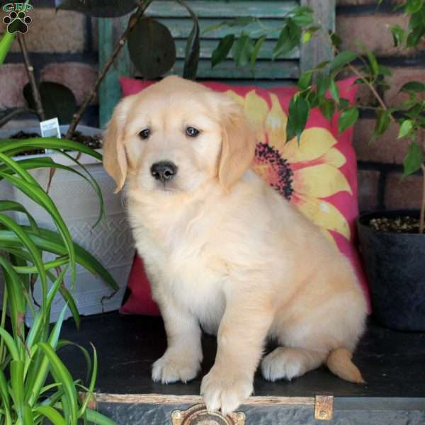 Brit, Golden Retriever Puppy