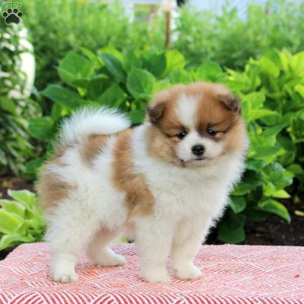 Brody, Pomeranian Puppy