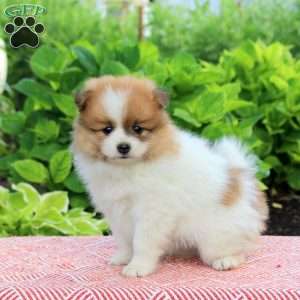 Brody, Pomeranian Puppy
