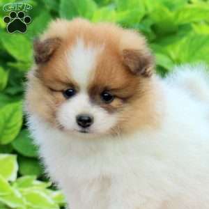 Brody, Pomeranian Puppy