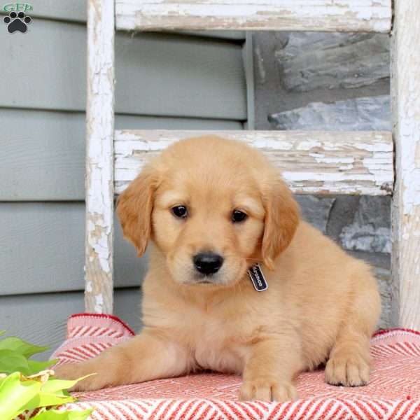 Bronco, Golden Retriever Puppy