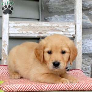 Bronco, Golden Retriever Puppy