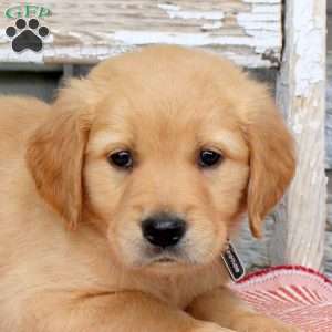 Bronco, Golden Retriever Puppy