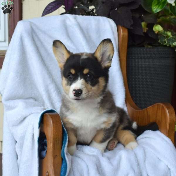 Brooke, Pembroke Welsh Corgi Puppy